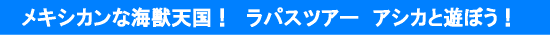 メキシカンな海獣天国! ラパスツアー アシカと遊ぼう!