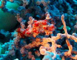 2006バリツアー 水中4