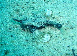 2006バリツアー 水中5