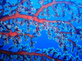 2006バリツアー 水中2