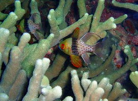 2006バリツアー 水中7