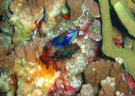 2006バリツアー 水中9