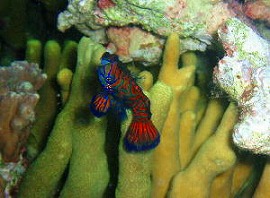 2006バリツアー 水中8