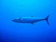 2006バリツアー 水中12