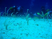 2006バリツアー 水中13