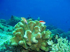 2006バリツアー 水中3