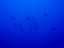 �������������c�A�[�摜10