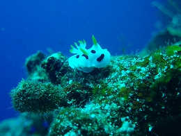 メナドツアー画像25