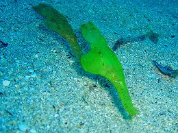 メナドツアー画像14