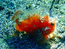 メナドツアー画像13