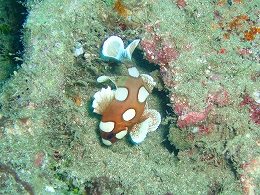 メナドツアー画像23