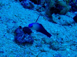 メナドツアー画像20