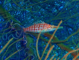 メナドツアー画像24