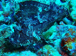 メナドツアー画像17