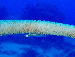 メナドツアー画像21