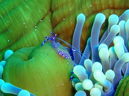 メナドツアー画像22