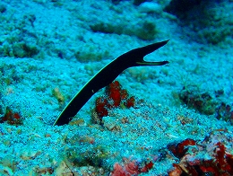 メナドツアー画像16