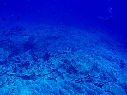 メナドツアー画像5