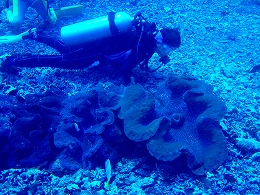 メナドツアー画像12