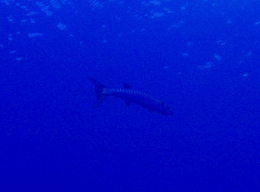 メナドツアー画像9