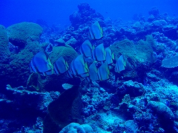 メナドツアー画像11