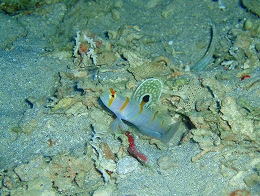 メナドツアー画像19