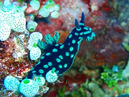 メナドツアー画像26