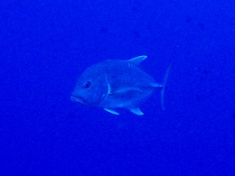 メナドツアー画像10