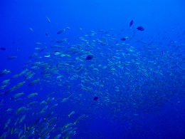 �^�I�c�A�[�摜10