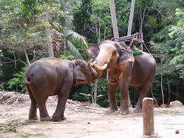 �^�I�c�A�[�摜4