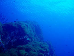 �^�I�c�A�[�摜7