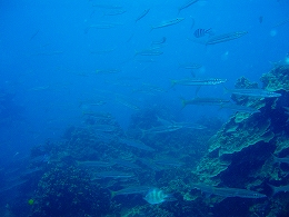 �^�I�c�A�[�摜8