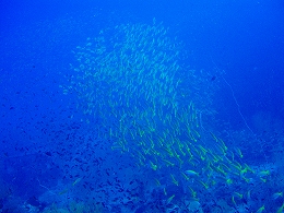 �^�I�c�A�[�摜9