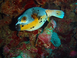 �V�c����̎ʐ^06