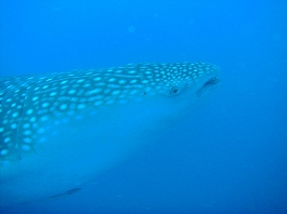 �V�c����̎ʐ^11