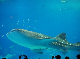 澤田さんの写真17