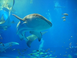 澤田さんの写真18