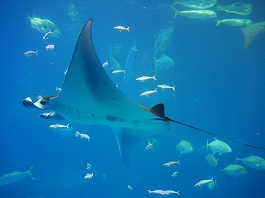 澤田さんの写真19