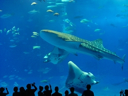 澤田さんの写真20