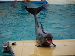 澤田さんの写真22