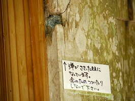 澤田さんの写真26