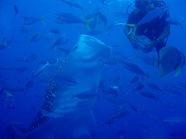 �W���x�C�摜8