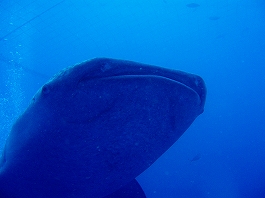 �W���x�C�摜15