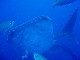 �W���x�C�摜5