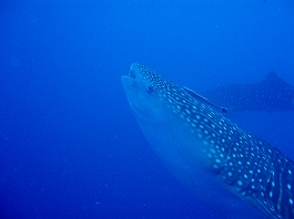 �W���x�C�摜2