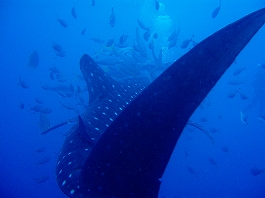 �W���x�C�摜9