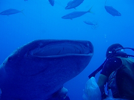 �W���x�C�摜6