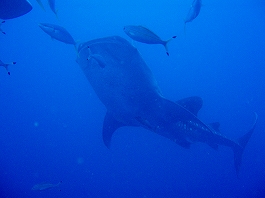 �W���x�C�摜3