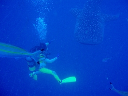 �W���x�C�摜12