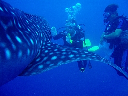 �W���x�C�摜10